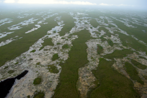 Overhead view of the strikingly patterned ridge and slough landscape, Florida Everglades. Maintaining and restoring this patterning is a focus of current management efforts.