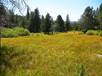 Wet meadow in Sagehen Reserve, CA.
